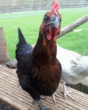 Llittle Harriers - Pre-school garden